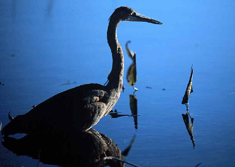 Acadia National Park  (Photo by Tom Nangle)